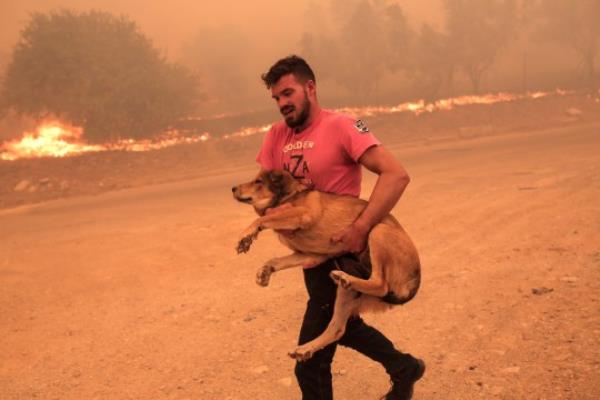 epa10813349 A farmer rushes to evacuate his dog during a wildfire at the area of Fyli near Athens, Greece, 22 August 2023. A wildfire is in progress in Fyli, west Attica region. So far, 26 firefighters with 13 vehicles are operating, while air forces have also been mobilized. EPA/KOSTAS TSIRONIS