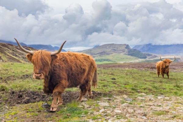 Highland cattle help spread nutrients and promote plant growth