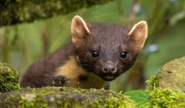 Pine martens, as their name suggests, prefer to live in pine trees